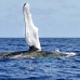 whale_humpback_v_00510_dom2558.jpg